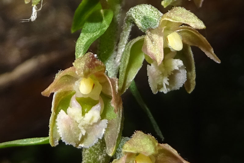 Epipactis mycrophilla......Gargano